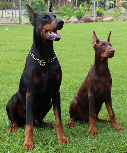 Rottweiler vs. Dobermann vs. Pastor Alemán: ¿Cuál es Mejor Guardián en Colombia?