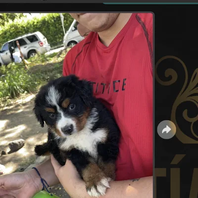 Cachorro entregado a su nueva familia